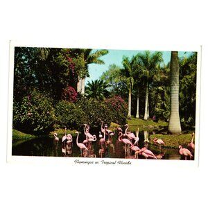 Flamingos Tropical Florida Jungle Gardens Vtg Postcard Bird Vacation Unused